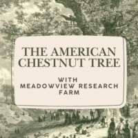 Vintage image of people underneath a massive chestnut tree in the background. Text says 'The American Chestnut Tree with Meadowview Research Farm'